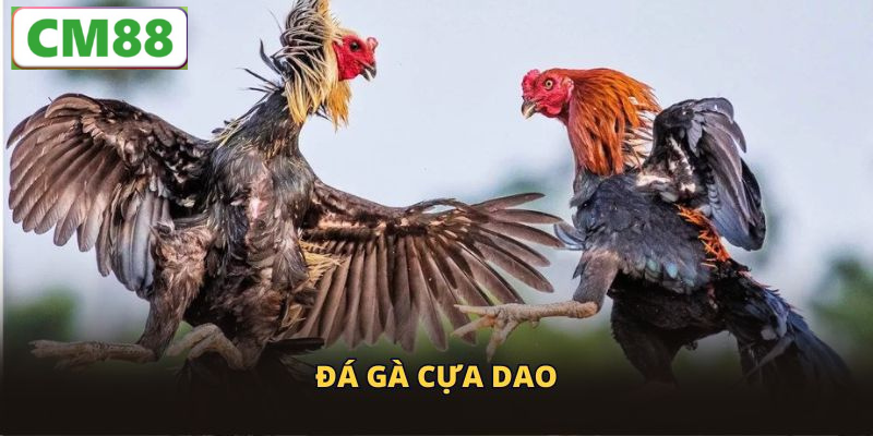 Luật chơi đá gà cựa dao cơ bản
